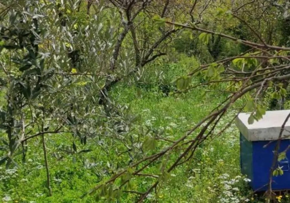 Zemljište na prodaju za stambenu izgradnju. Kotor. 