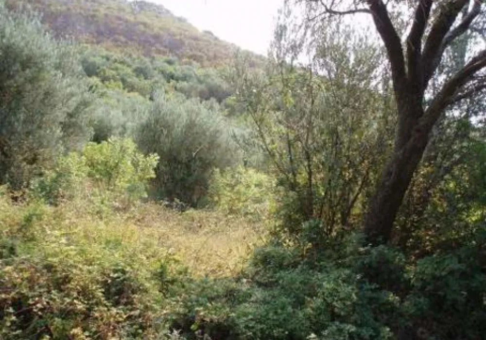 Land for sale for residential construction 2910 m². Rezevici. 