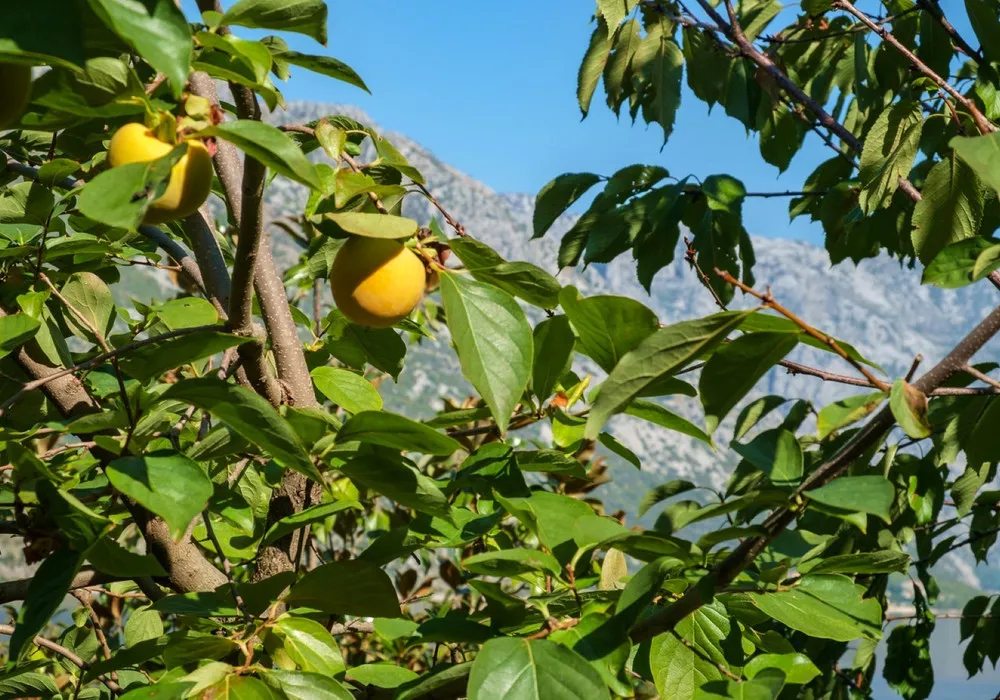 Kuća na prodaju 5 соба, 215 m². Kotor. 